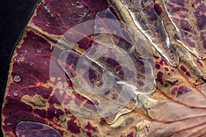 Macro close-up of a drop of water on a red lotus leaf