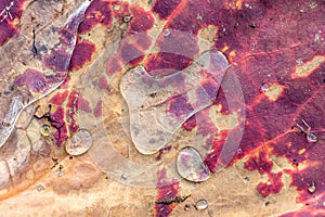 Macro close-up of a drop of water on a red lotus leaf