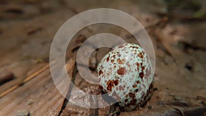 Macro close up of Egg shell  on ground