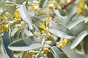 Elaeagnus angustifolia, Russian olive flowers photo