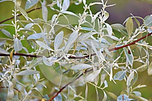 Elaeagnus angustifolia, Russian olive plant photo