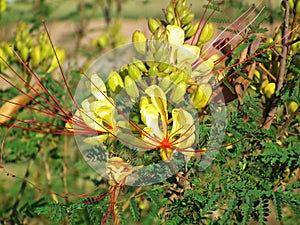 Erythrostemon gilliesii , bird of paradise flower photo