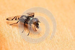 Macro close-up of a Euxesta fly standing on the skin