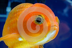 Macro close up eye and faces goldfish in the aquarium