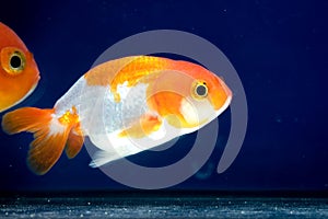 Macro close up eye and faces goldfish in the aquarium