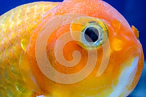 Macro close up eye and faces goldfish in the aquarium