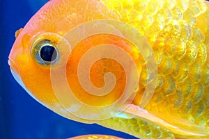 Macro close up eye and faces goldfish in the aquarium