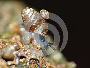 Snail Family - Macro Photography