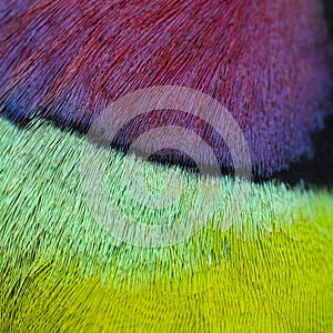 Macro, close-up on a feathers of a Male Plum-Headed parakeet - Psittacula cyanocephala