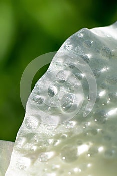 Macro close up fragile petal with lots of water drops glowing on sunlights.