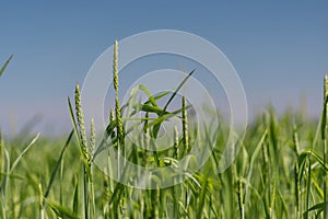 Macro close up of fresh ears of young green wheat in spring field.