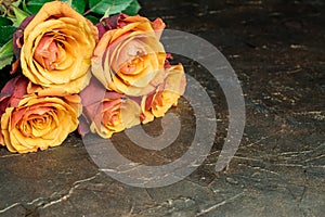 Macro close up of fresh orange and red roses on  abstract backgroun