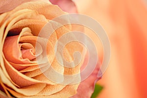 Macro close up of fresh orange and red roses on  abstract background