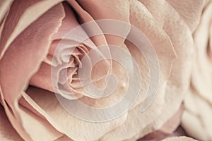 Macro close up of fresh orange and red roses on  abstract background