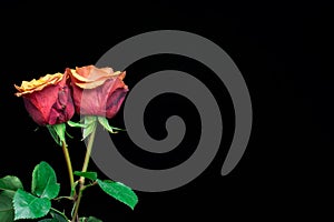 Macro close up of fresh orange and red roses on  black background