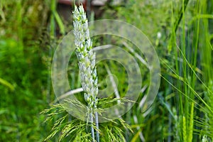 Macro close-up of fresh spikes of young green wheat in a spring summer field.