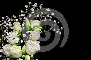 Macro close up of fresh white roses on  black  background