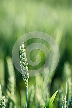 Macro close up of fresh young ears of young green wheat in spring summer field.