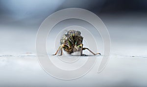 Macro close up frontal portrait of a chorus cicada amphipsalta zelandica insect in Abel Tasman National Park New Zealand