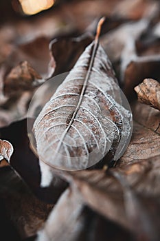 Macro Close up Frosted Autumn Magnolia Leaves