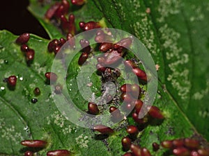 Macro close up gall mites taking over a sycamore leaf, photo taken in the UK