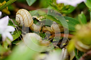 Macro close-up of garden snails Zachrysia Snail