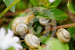 Macro close-up of garden snails Zachrysia Snail