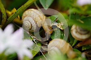 Macro close-up of garden snails Zachrysia Snail