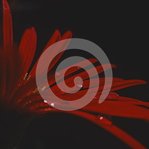 Macro close up of Gerber Daisy flower with water droplets in dark background