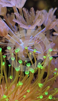 Macro close up of Green coral polips over a rose coral