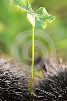 Macro close up on green stem between two chestnut hulls in selective color