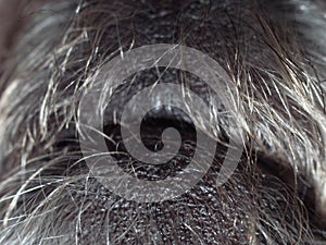 Macro close up of grey hairy dog mouth