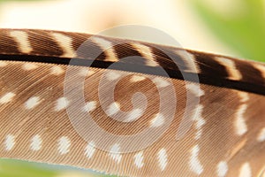 Macro close-up of a guineafowl feather photo