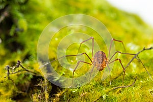 Macro close up of Harvestmen harvester, daddy long leg spider