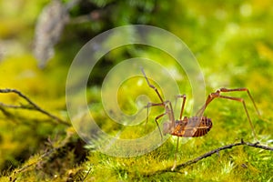 Macro close up of Harvestmen harvester, daddy long leg spider