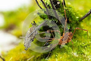 Macro close up of Harvestmen harvester, daddy long leg spider