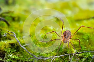 Macro close up of Harvestmen harvester, daddy long leg spider