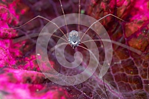 macro close up of Harvestmen spider