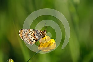 Macro close up of a heath fritillary butterfly resting on a yellow plant