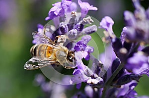 Macro close up of honeybee apis mellifera on purple lavender flower focus on bee