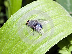 Macro of bluebottle fly on a green leaf