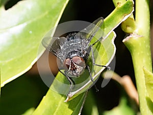 Macro of fly on a green leaf