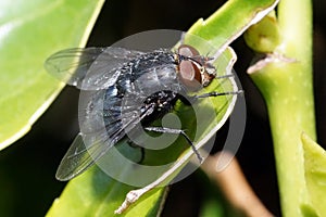 Macro of fly on a green leaf