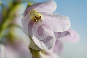 Macro close-up of an individual Lady\'s Smock flower (Cardamine pratensis, also known as cuckoo flower, mayflower, or milkmaids).