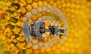 Macro close up of insect bug on a blooming yellow flower as background