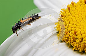 Macro close up of insect bug on a blooming yellow flower as background