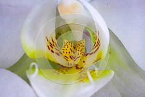 Macro close up of isolated yellow column with white petals, orchid