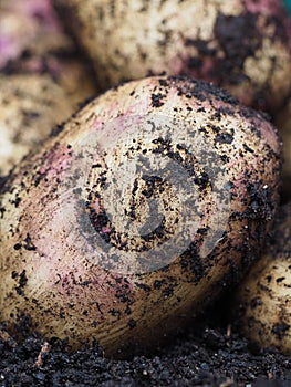 Macro close up of a kestrel potato