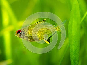Macro close up of a lemon tetra Hyphessobrycon pulchripinnis  in a fish tank with blurred background