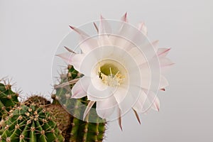 Macro close up of light pink flowers of cactus. Cactus in Bloom. Blooming cactus flower